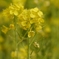 菜の花