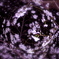 SAKURA DROP
