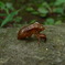 セミの抜け殻