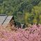 河津桜6