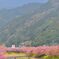 河津桜7