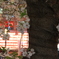 渋谷六本木桜 026