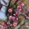 池上梅園