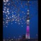 桜ライトアップ