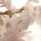 門前仲町の桜