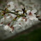 中ノ島公園の桜-1