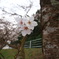 中ノ島公園の桜-2