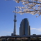 桜①