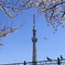 桜②