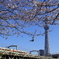 桜③