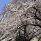 桜④