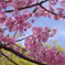 兵庫の河津桜