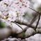 桜枝乱咲