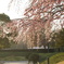 山下公園の桜