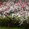 Exquisite plum flowers