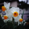 散歩花