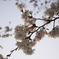 桜2