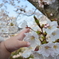 初めて触れる春と桜