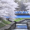 舞う桜、魅了される人々