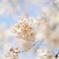 小田原桜祭り