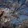 桜が咲いたね