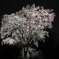 夜桜