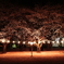 鴻巣公園の夜桜