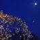 夜桜と月