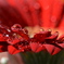 Water drop