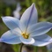 春の花