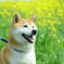 うれしいわん♪