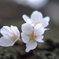 sakura_up