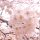 桜１