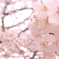 桜２