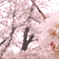 桜３