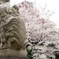 狛犬も花見