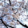 DSC04338 (1)