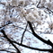 DSC04339 (1)