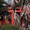 水火天満宮の枝垂桜