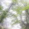 霧の大峰山頂