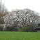 宝珠寺　ヒメシダレ桜