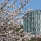 桜・・満開