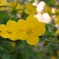 黄色の花１