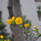 黄色の花２