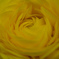 黄色の花３