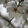 桜１