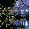 千鳥ヶ淵　夜桜　ボート
