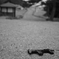 戦の跡
