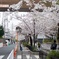 近所の桜並木