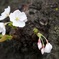 幹桜